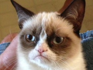 grumpy-cat-still-hates-everyone-at-south-by-southwest