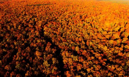 Polskie Lasy: Zasoby Naturalne w Europejskiej Czołówce