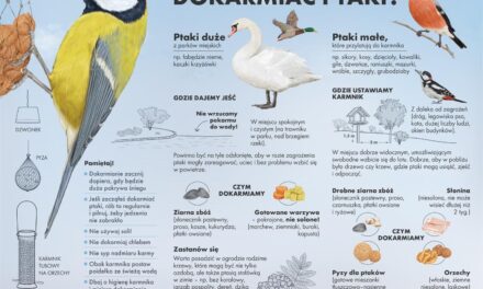 Zimowe Dokarmianie Ptaków: Jak Pomagać z Głową